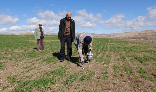 Yozgat'ta çiftçinin başı tarla fareleriyle dertte