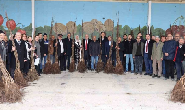 11 bin adet ceviz fidanı dağıtıldı