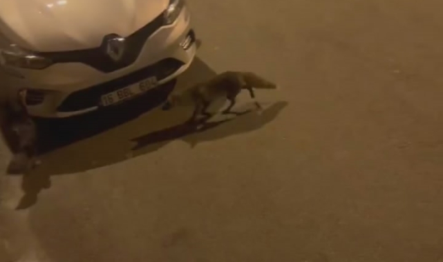 Aç kalan tilki, başı boş gezen hindiyi sıkıştırdı