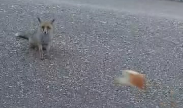 Aç kalan tilkileri elleriyle beslediler