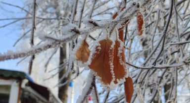 Ardahan buz kesti, ağaçlar kırağı tuttu
