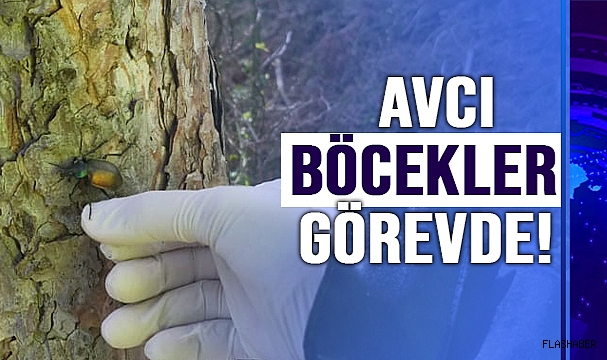 AYANCIK ORMANLARINDA BİYOLOJİK MÜCADELE!