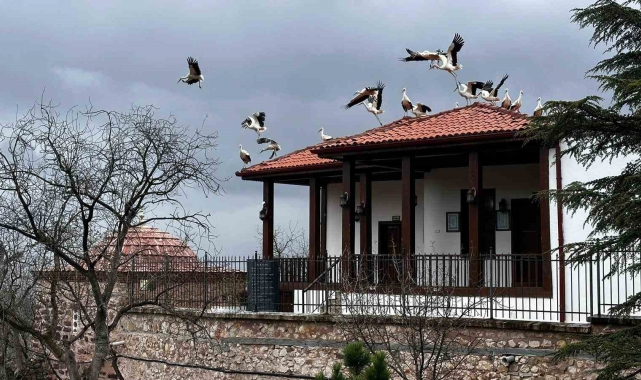 Baharın gelişiyle göç eden leylekler Şeyh Edebali Türbesi'nde de mola verdi