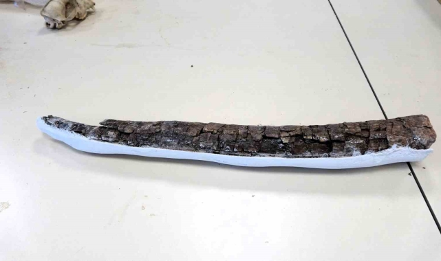 Beyağaç'ta Türkiye tek örnek olan fil dişi fosili bulundu