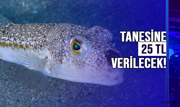 BU BALIĞI AVLAYANA PARA DESTEĞİ!