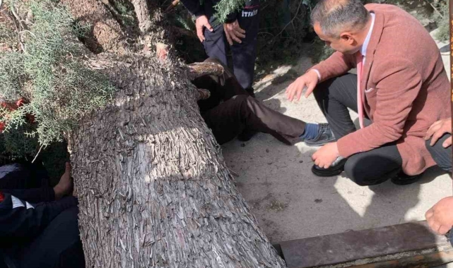 Burdur'da üzerine ağaç devrilen belediye başkan adayı ve oğlu ağır yaralandı