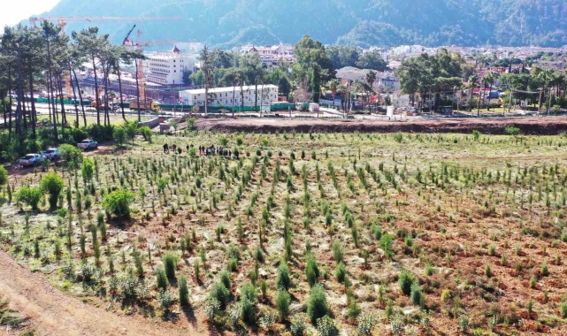 Büyük orman yangınlarının ardından Marmaris küllerinden doğuyor
