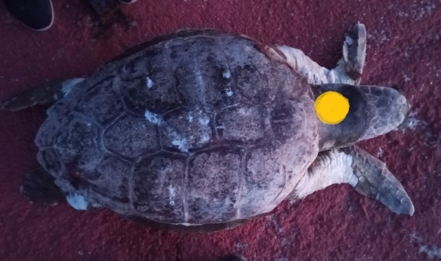 EKODOSD'tan 'denizlerin asıl sahipleri' için duyarlılık çağrısı