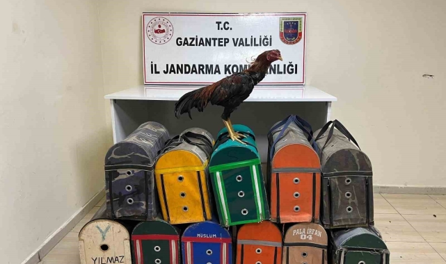 Gaziantep'te horoz dövüştüren 26 şahıs suçüstü yakalandı