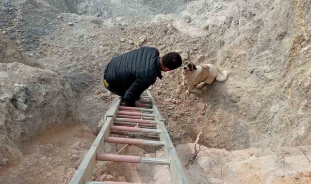 Hassa'da kuyuya düşen köpek kurtarıldı
