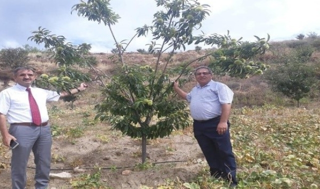 Hastalığa dayanıklı kestane fidanı talepleri alınmaya başladı