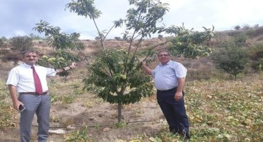 Hastalığa dayanıklı kestane fidanı talepleri alınmaya başladı