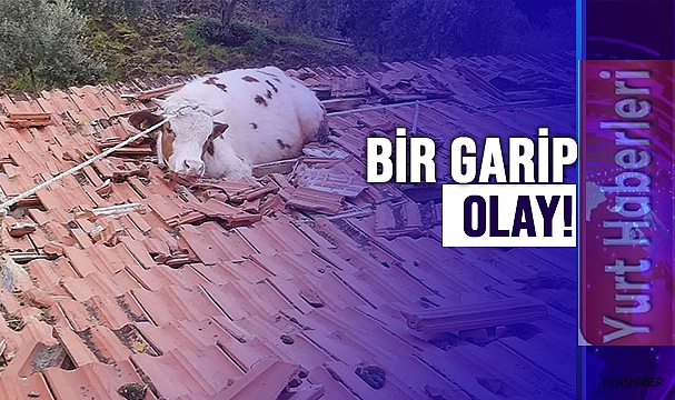 ÇATIDAN İNEK DÜŞTÜ!