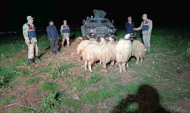 Kaybolan 10 küçükbaşı jandarma buldu