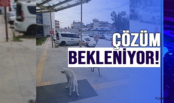 KÖPEK İSTİLASI!