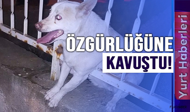 KORKULUK DEMİRİNE SIKIŞAN KÖPEK KURTARILDI!
