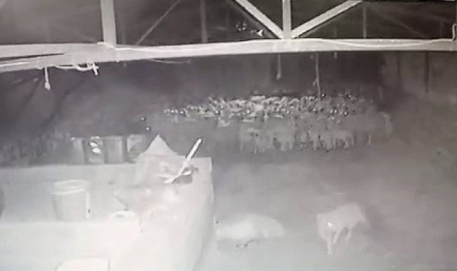 Kurt ahırdaki sürüye saldırdı