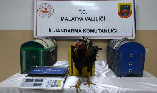 Malatya&#039;da horoz dövüştürenlere ceza yağdı