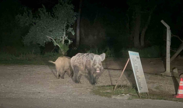 Marmaris'te domuzlar şehre indi