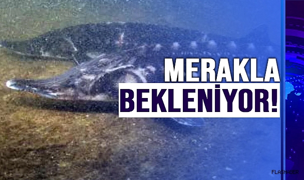MERSİN BALIĞI ÇALIŞTAYI SİNOP’TA GERÇEKLEŞECEK!