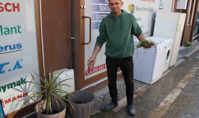 Saksıdaki süs bitkisini kökleyip, poşete koyup götürdü