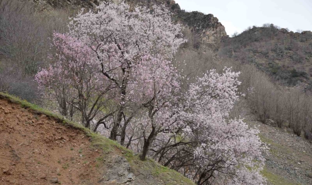 Şırnak'ta badem ağaçları çiçek açtı