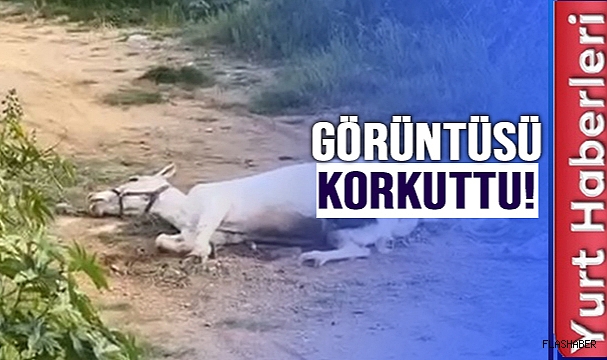 TEDAVİ ALTINDA!