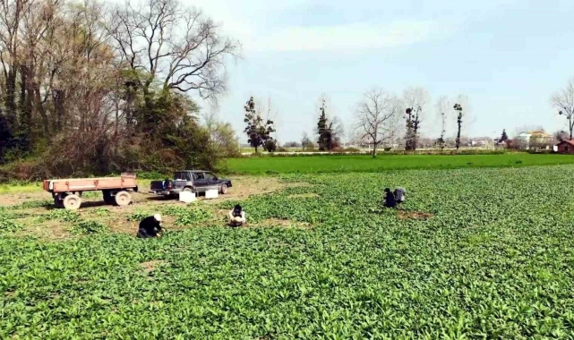 TR83 Bölgesi'nde istihdam azaldı, işsizlik arttı