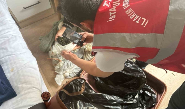 Türkiye'ye kaçak yolla getirilen yaklaşık 100 bin adet tıbbi sülük ele geçirildi