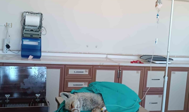 Van'da yaralı olarak bulunan tilki tedavi altına alındı