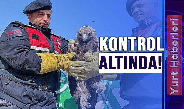 YARALI KARTALA JANDARMADAN YARDIM ELİ!