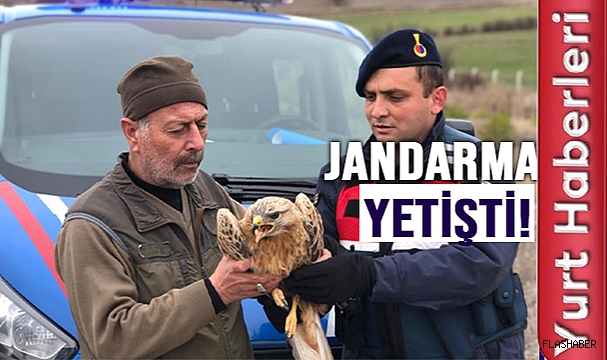 YARALI ŞAHİN TEDAVİ ALTINDA!
