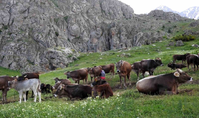 40 bin TL maaşla çoban bulamayınca çözümü nöbetleşmekte buldular