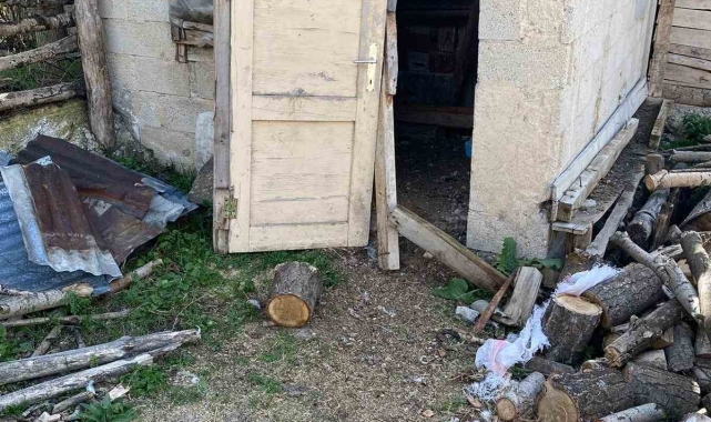 Aç kalan ayılar yayla evlerinden sonra köylerdeki kümeslere dadandı