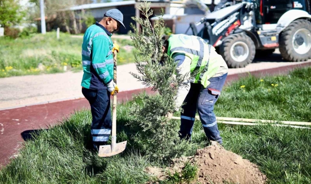 Aksaray'da ağaç dikme seferberliği başlatıldı