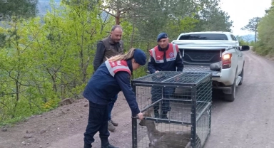 Artvin'de yaralı karaca tedavisinin ardından doğaya bırakıldı