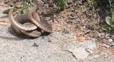 Artvin'de yılanların dansı görüntülendi