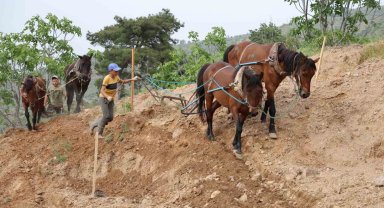 Aydın inciri için zorlu mesai başladı