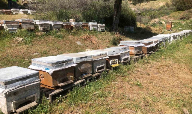 Aydın'da destekleme alacak plakalı arı kovanlarının denetimi devam ediyor