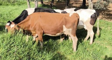 Aydın'da kayıp hayvanları jandarma ekipleri buldu