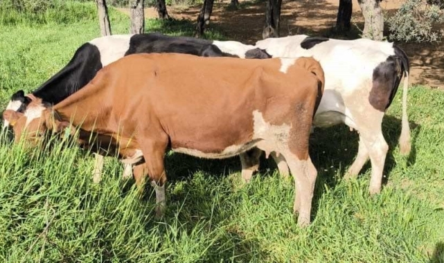 Aydın'da kayıp hayvanları jandarma ekipleri buldu
