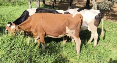 Aydın'da kayıp hayvanları jandarma ekipleri buldu