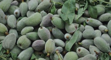 Badem kilosu 200 liradan tezgahlarda