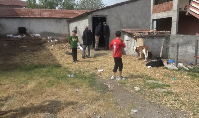 Bafra'da başıboş köpek dehşeti: 12 buzağı ve 1 kuzu telef oldu
