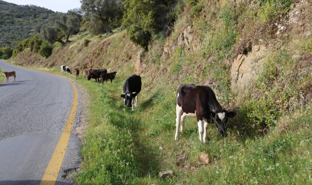 Bahar ayları ile birlikte yol kenarları meraya döndü