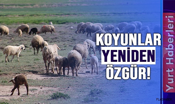 BAHAR GELDİ KOYUNLAR MERALARA ÇIKTI!