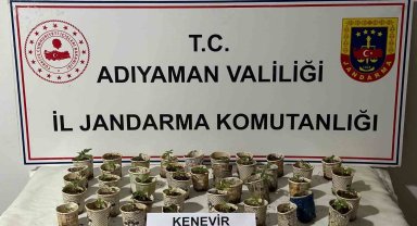 Bardakta kenevir bitkileri ele geçirildi