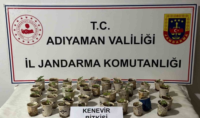 Bardakta kenevir bitkileri ele geçirildi