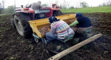 Başçiftlik ilçesinde patates ekimi başladı