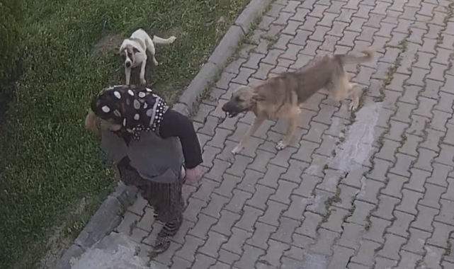 Başıboş köpek dehşeti kamerada: Yaralanan kadın tanınmaz hale geldi